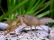 Photo of a vernal crayfish.