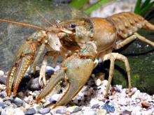 Photo of a northern, also called virile, crayfish.