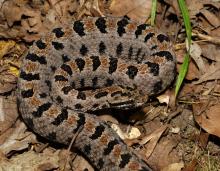 Image of a western pygmy rattlesnake