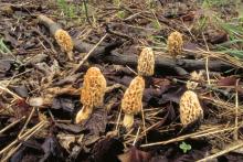 Photo of common morels growing on forest floor