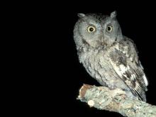 Image of eastern screech-owl, gray phase