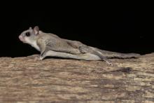 Image of southern flying squirrel