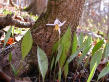 Photo of white dogtooth violet colony