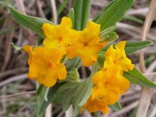 Photo of hoary puccoon closeup of flower cluster