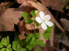 Photo of false rue anemone plant and flower