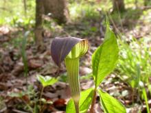 Photo of Jack-in-the-pulpit plant showing foliage and flowering structure