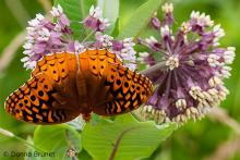 Great Spangled Fritillary, Wings Spread, nectaring on milkweed flowers