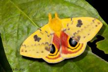 Photo of a male Io Moth