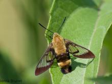 Photo of a Snowberry Clearwing