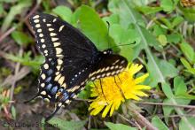 Photo of a Black Swallowtail, Male, Wings Spread