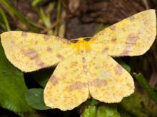 Photo of a Xanthotype geometer moth
