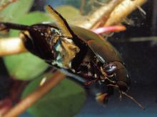 Photo of a predaceous diving beetle