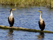 Photograph of two Double-Crested Cormorants perched on log above water