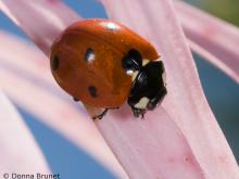 Seven-spotted lady beetle on a flower