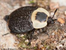 image of American Carrion Beetle 