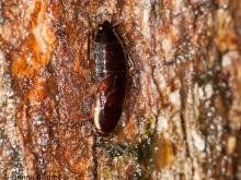 Wood cockroach crawling on tree