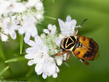 Delta flower scarab clinging to flower