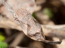 Photo of a dull colored spittlebug adult on a twig