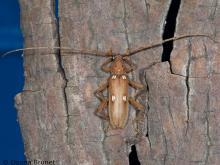 Ivory-marked beetle crawling on bark