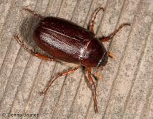 May beetle on wood
