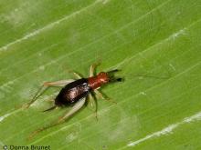 image of Red-Headed Bush Cricket crawling on leaf
