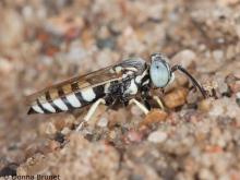 image of Sand Wasp perched on sand