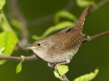 Photograph of house wren perched on a branch