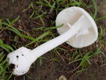 Photo of destroying angel showing large saclike cup around the base of stalk