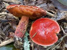 Photo of two Frost's boletes, red mushrooms with pores, at different angles