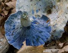 Photo of indigo milky, bluish gilled mushroom, with cuts bleeding blue sap