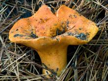 Photo of lobster mushroom, which is orange-yellow and finely bumpy