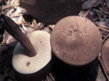 Photo of violet-gray bolete, purplish capped mushroom with pores beneath cap