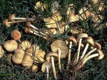 Photo of many tan fairy ring mushrooms, some uprooted, growing in grass
