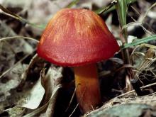 Photo of scarlet waxy cap, a small mushroom with reddish conical cap
