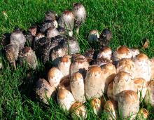 Photo of shaggy mane cluster, rounded cylindrical mushrooms growing in grass