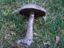 Photo of silvery-violet cort, a gray, gilled mushroom, dug up and lying on grass