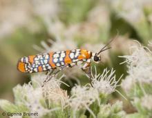 image of an Ailanthus Webworm Moth on a flower