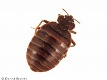 Photo of a common bed bug with a white background.