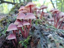 Photo of cluster of bleeding mycenas, small, capped, reddish mushrooms