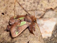 image of a Spiny Oak Slug Moth
