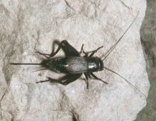 Photo of an adult female field cricket