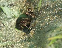 Photo of grass spider poised in funnel of her web