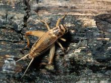 Photo of an adult female house cricket walking on bark
