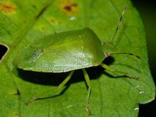 Green stink bug on a leaf