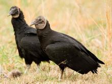 Photo of two black vultures standing on the ground