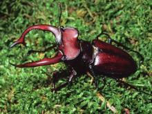 Photo of a male giant stag beetle on moss