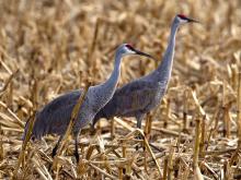 Photo of 2 sandhill cranes in corn stubble