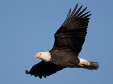 Photo of bald eagle soaring