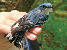 Photo of a male cerulean warbler held in a hand