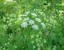 Photo of common water hemlock or spotted cowbane flowers